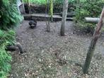 Cochinkriel, Dieren en Toebehoren, Pluimvee, Vrouwelijk, Kip