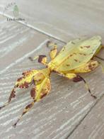 Phyllium Letiranti "Tataba" eggs (x30), Dieren en Toebehoren, Insecten en Spinnen, Overige soorten