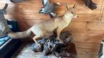 Opgezette dieren taxidermie mancave, Verzamelen, Dierenverzamelingen, Ophalen of Verzenden, Gebruikt, Wild dier, Opgezet dier