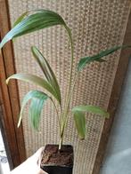 Chambeyronia macrocarpa, Palm, Ophalen of Verzenden, In pot, Minder dan 100 cm