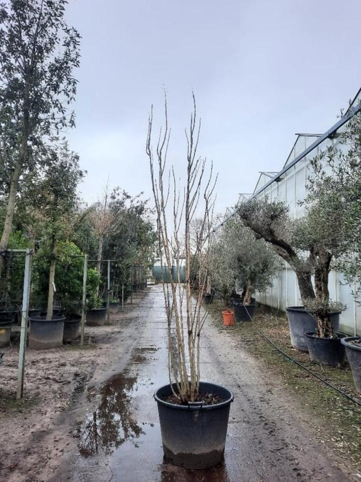 Koelreuteria pan. Fastigiata zuilboom lampion-boom zeep-boom, Tuin en Terras, Planten | Tuinplanten, Vaste plant, Overige soorten