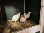 Broedeieren celadon kwartels, Dieren en Toebehoren, Pluimvee, Geslacht onbekend, Overige soorten