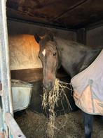 Gezocht! Bijrijder KWPN-paard (20 jaar) in Ter Aar, Dieren en Toebehoren, Paarden en Pony's | Verzorgingsproducten, Ophalen of Verzenden