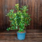 Rhododendron 'Cunningham´s White' 🌿, Ophalen, Rhododendron, Minder dan 100 cm