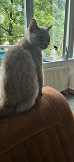 Britse korthaar lichtgrijs, Dieren en Toebehoren, Katten en Kittens | Raskatten | Korthaar