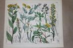 Antieke botanische kleurenlitho - Oa Madeliefje - 1862 !!, Antiek en Kunst, Kunst | Litho's en Zeefdrukken, Ophalen of Verzenden