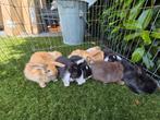 Hangoor baby konijn, Meerdere dieren, Hangoor