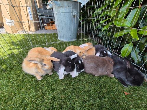 Hangoor baby konijn, Dieren en Toebehoren, Konijnen, Meerdere dieren, Hangoor