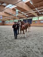 Shire hengstveulen te koop. Kampioen van Duitsland, Dieren en Toebehoren, Paarden, Hengst, Gechipt, 0 tot 2 jaar