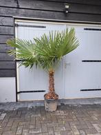 Palmboom trachycarpus fortunei winterhard, Volle zon, Ophalen of Verzenden, Palmboom