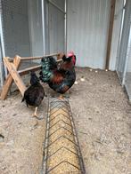 Mooie hennen met haan barnevelder kriel gezoomd, Meerdere dieren, Kip