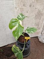 Monstera Deliciosa Albo Variegata kamerplant, Ophalen of Verzenden, Overige soorten, Minder dan 100 cm