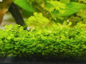 Micranthemum Monte Carlo - ook verzenden beschikbaar voor biedingen