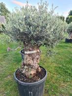 Oude olijfboom in pot / NU AANBIEDING NR BA29, Volle zon, Vaste plant, Zomer, Ophalen