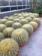Cactus Echinocactus Grussonii in de 25cm schaal, Ophalen of Verzenden, Minder dan 100 cm, In pot, Cactus