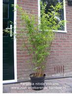Haagbamboes; groenblijvend en niet woekerend, Ophalen, Bamboe, Haag, 250 cm of meer
