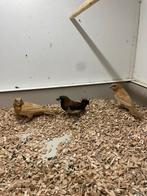 3 japanse meeuwtjes, Dieren en Toebehoren, Vogels | Overige Vogels, Meerdere dieren