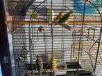 London Fancy kanarie, Dieren en Toebehoren, Vogels | Kanaries, Meerdere dieren, Kleurkanarie