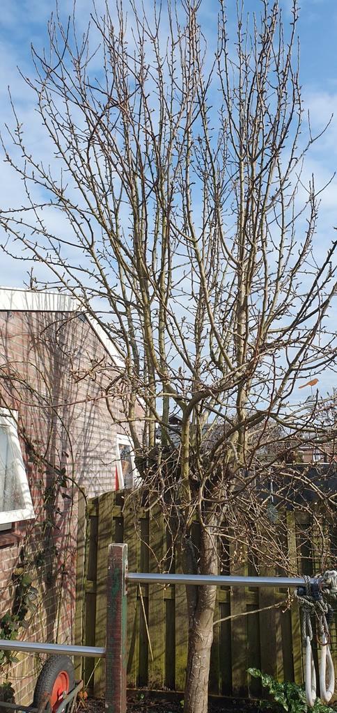 peer bloem bomen, Tuin en Terras, Planten | Bomen, Overige soorten, 250 tot 400 cm, Volle zon, Lente, Ophalen