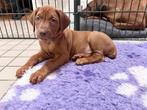 Fantastisch lieve en mooie pups rhodesian ridgeback, Parvo, Overige rassen, 8 tot 15 weken, Teef