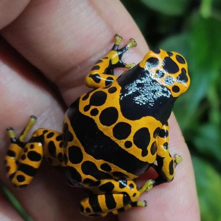 Dendrobates leucomelas 'banded'