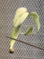 Monstera White Monster TC Plant, Huis en Inrichting, Kamerplanten, Ophalen of Verzenden