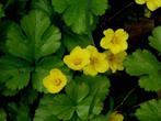Waldsteinia ternata – sterke bodembedekker gele bloemen, Ophalen of Verzenden, Vaste plant, Bodembedekkers