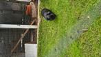 Cavia beertje, Dieren en Toebehoren, Juli, Mannelijk, Cavia