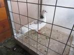 Twee sierduif doffers, Dieren en Toebehoren, Mannelijk