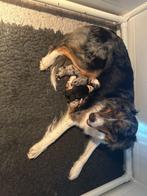 Australische herder pups, Dieren en Toebehoren, 8 tot 15 weken, Meerdere, Meerdere dieren, Herder