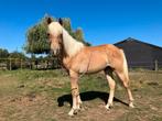 Te Koop: lieve 1,5 jarige haflinger ruin, Dieren en Toebehoren, Paarden, Minder dan 160 cm, Ruin, 0 tot 2 jaar, Recreatiepaard