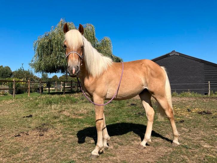 Te Koop: lieve 1,5 jarige haflinger ruin, Dieren en Toebehoren, Paarden, Ruin, Minder dan 160 cm, 0 tot 2 jaar, Recreatiepaard
