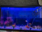 Aquarium 110 met twee vissen, Dieren en Toebehoren, Vissen | Aquaria en Toebehoren, Ophalen of Verzenden, Zo goed als nieuw, Overige typen