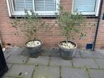 2x olijfboom. Olijfbomen incl bak. Plantenbak. Pot. Tuin, Tuin en Terras, Bloempotten, Ophalen