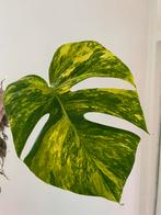Monstera Aurea stek inclusief wortelsysteem, Ophalen of Verzenden, Overige soorten, Minder dan 100 cm