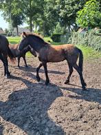 een Fries Merrieveulen, Dieren en Toebehoren, Paarden, Merrie, 0 tot 2 jaar, 160 tot 165 cm, Onbeleerd