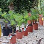 Winterharde palmbomen weer volop verkrijgbaar., Tuin en Terras, Planten | Bomen, 100 tot 250 cm, Zomer, Palmboom, Ophalen