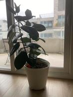 Rubber plant with pot, Huis en Inrichting, Kamerplanten, Ophalen, Ficus, 100 tot 150 cm