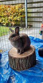 Lief konijn (voedster) zoekt maatje, Dieren en Toebehoren, Konijnen, Vrouwelijk