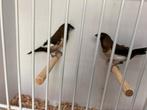 Koppeltje japanse meeuwtjes, Dieren en Toebehoren, Vogels | Overige Vogels, Meerdere dieren, Tropenvogel