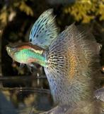 ***AANBIEIDNG Unieke Purple/Blue Grass guppen***, Vis, Zoetwatervis, Schoolvis