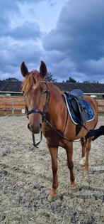 Verzorgster gezocht, Verzorging of Verzorgpony's