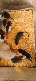 Tamme rittens, vanaf 25 augustus beschikbaar, Rat, Juli, Meerdere dieren, Tam