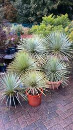 Yucca rostrata de laatsten nu 25% korting, Ophalen, Overige soorten, Volle zon