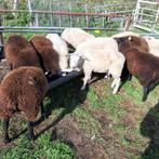 Te koop  weidelammeren, Dieren en Toebehoren, Vrouwelijk, Schaap