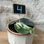 Alocasia melo variegata, Huis en Inrichting, Kamerplanten, Ophalen of Verzenden, Halfschaduw, Minder dan 100 cm