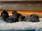 NHD konijntjes otter kleuren hangoor konijnen, Dieren en Toebehoren, Konijnen, Meerdere dieren, Dwerg, Hangoor