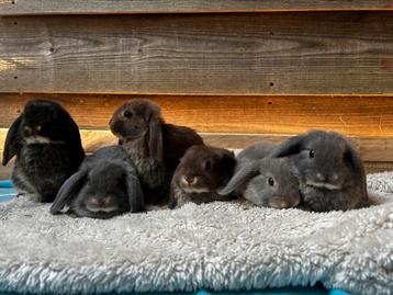 NHD konijntjes otter kleuren hangoor konijnen beschikbaar voor biedingen
