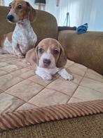 Piebald teckel te koop!, 8 tot 15 weken, Eén hond, Nederland, Particulier