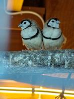 Bichenow astrilde bruin, Dieren en Toebehoren, Vogels | Overige Vogels, Mannelijk